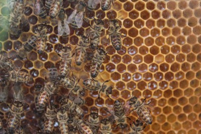 Kraj je plný mladých nadějných včelařů. Ukázala to soutěž