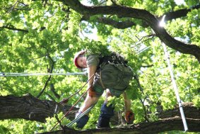 Arboristé ošetřují vítěze ankety Strom roku 2011