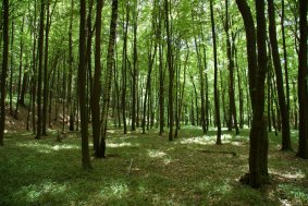 Kraj vyhlásí Lesy u Bezuchova a Přestavlcký les přírodními památkami