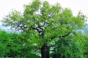 Baobab z Bílé Lhoty se dostal do finále ankety Strom roku 2015