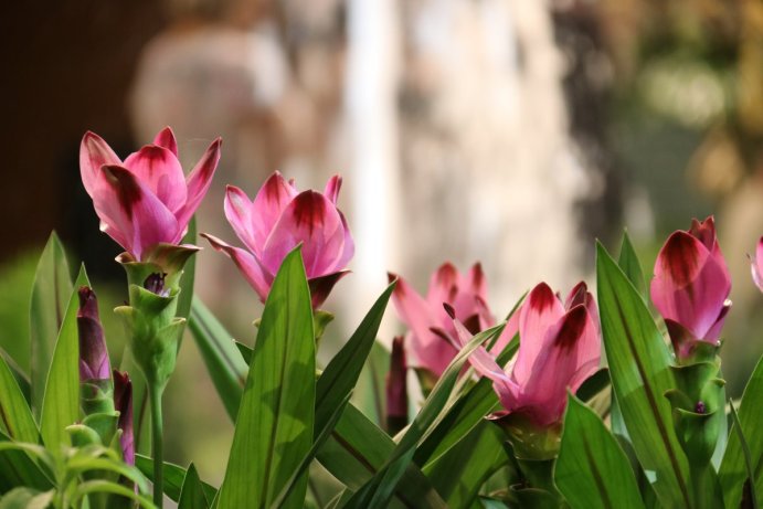 Začala letní etapa výstavy Flora Olomouc