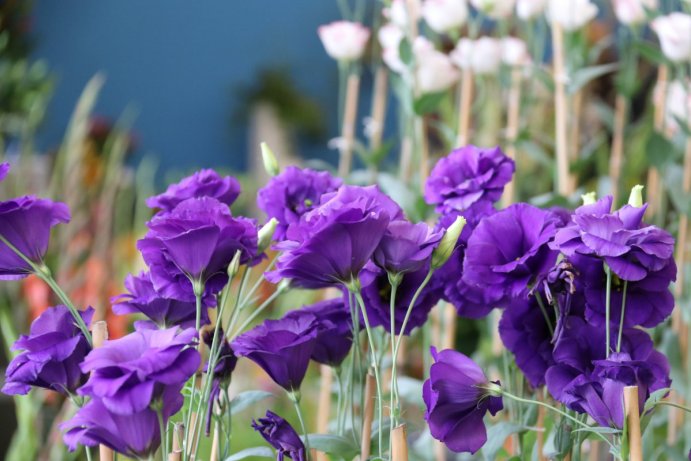 Začala letní etapa výstavy Flora Olomouc