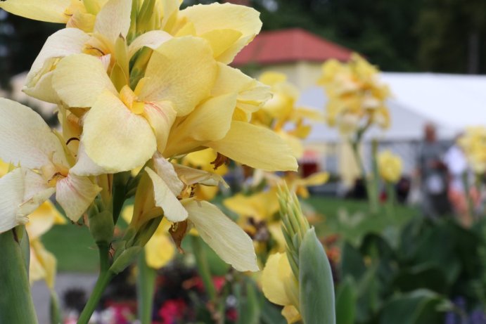 Začala letní etapa výstavy Flora Olomouc