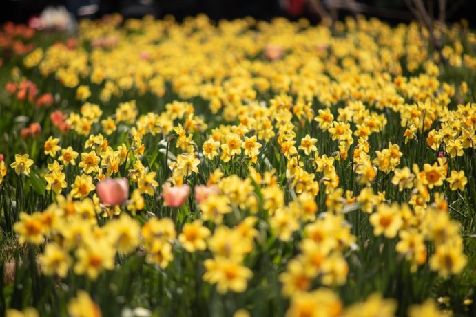 Svátek květin na Výstavišti Flora Olomouc Foto: Jan Krčmář