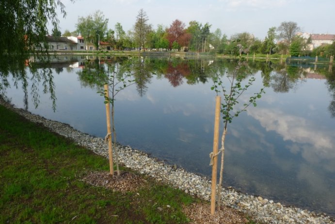 Revitalizace Olomouckého rybníka včetně rekonstrukce napájecí stoky, Litovel - čestné uznání - kategorie Stavby dopravní, inženýrské a vodohospodářské