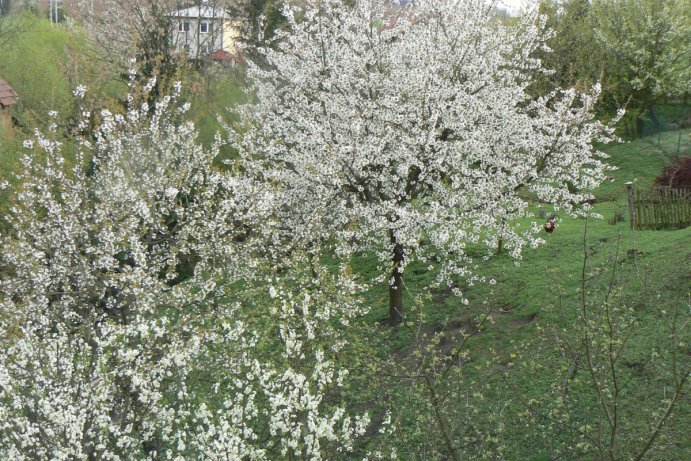 Fotosoutěž: Probouzející se Olomoucký kraj