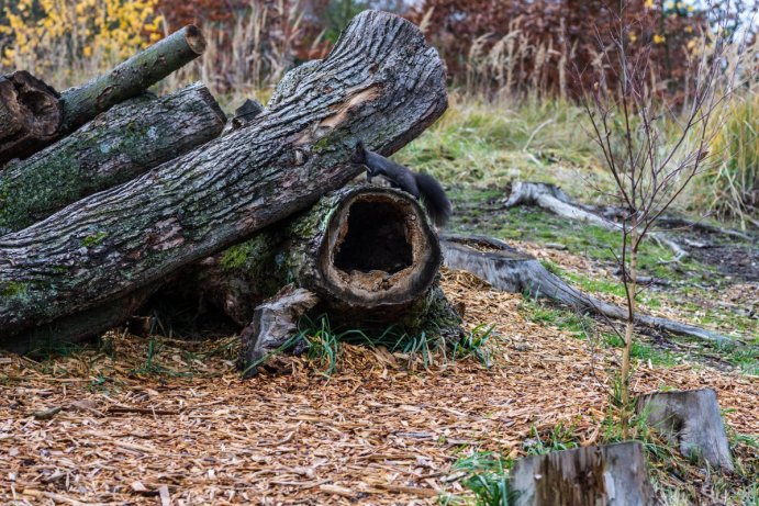 Krajský úřad pomohl s obnovou zeleně v olomoucké zoo