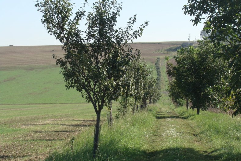 V Dobrochově obnovují krajinu. Teď za to obec získala zlato v prestižní evropské soutěži