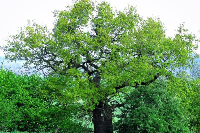 Baobab