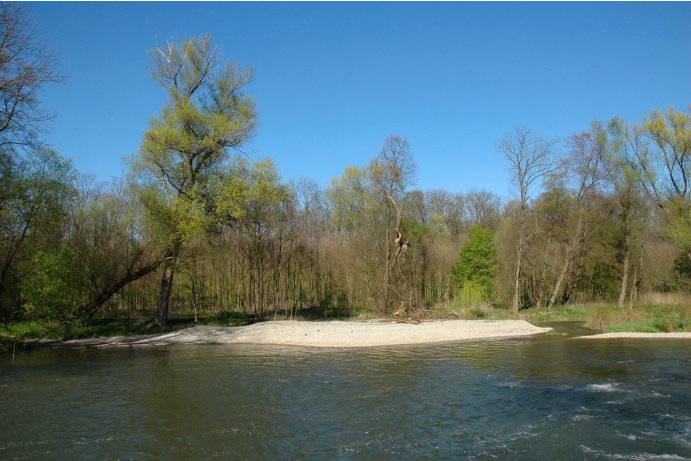 Litovelské Pomoraví, řeka Morava se štěrkovým nánosem a měkkým luhem