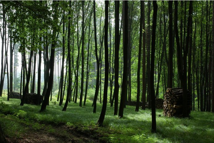 Dřevohostický les, dubohabřiny asociace Galio-Carpinetum