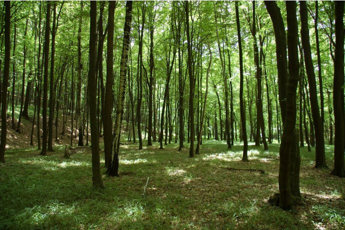 Lesy u Bezuchova, dubohabřiny asociace Galio-Carpinetum