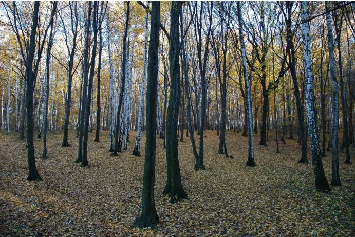 Přestavlcký les, dubohabřiny asociace Galio-Carpinetum