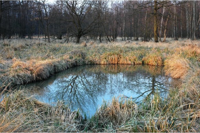 Království, tůň s porostem vysokých ostřic