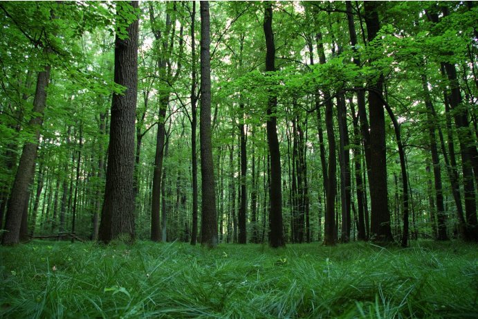 Choryňský mokřad, dubohabřiny asociace Galio-Carpinetum