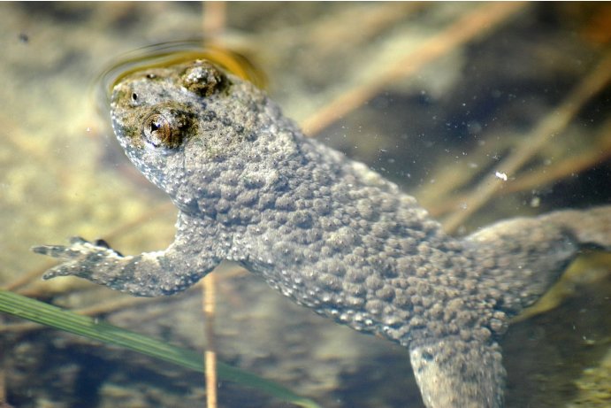 Písečná - mokřad, kuňka žlutobřichá