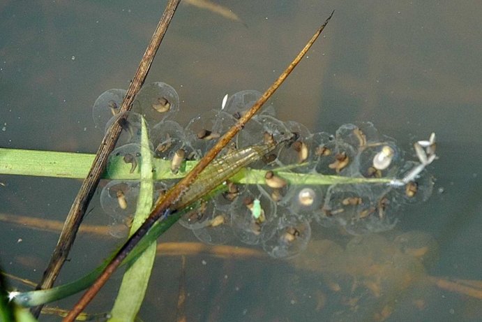 Zlaté Hory - Zlaté jezero, kuňka žlutobřichá - vajíčka