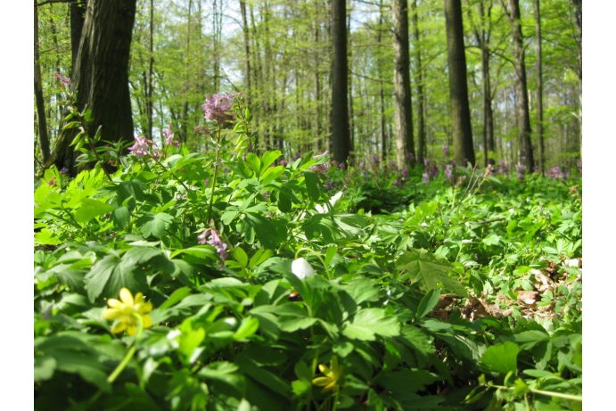 Litovelské Pomoraví, jarní aspekt s dymnivkami v přírodní rezervaci Doubrava