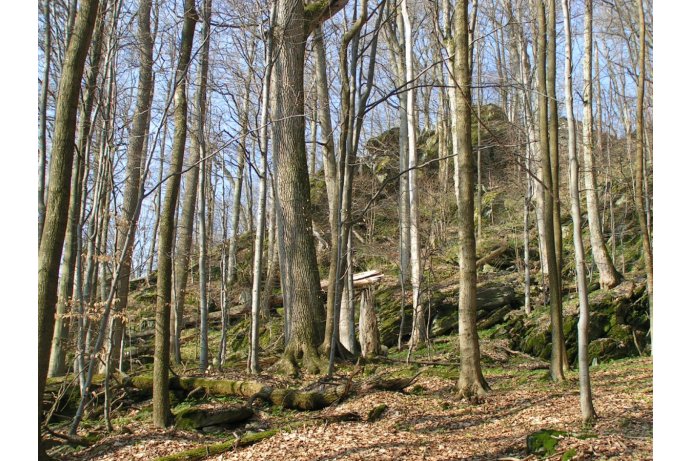 Rabštejn, lesy svazu Tilio-Acerion na svazích