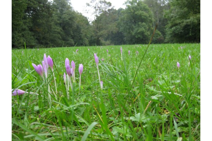 Morava – Chropyňský luh, lokalita Včelínské louky s ocúny