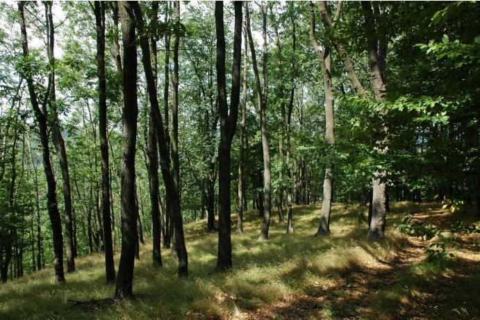 Libavá, dubohabřiny asociace Galio-Carpienetum u zříceniny Drahotuš